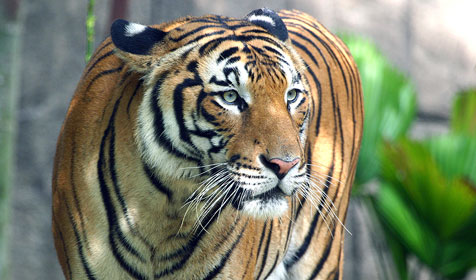malayan-tiger.jpg